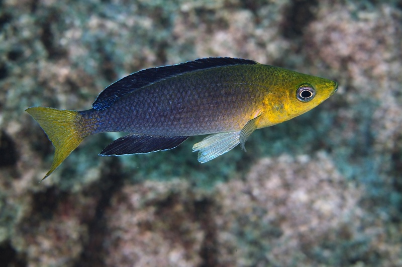 Cyprichromis sp. 'leptosoma jumbo' Yamsamba Island